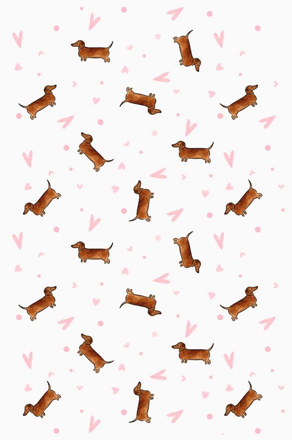 Dachshund Clube Wallpaper Dog
