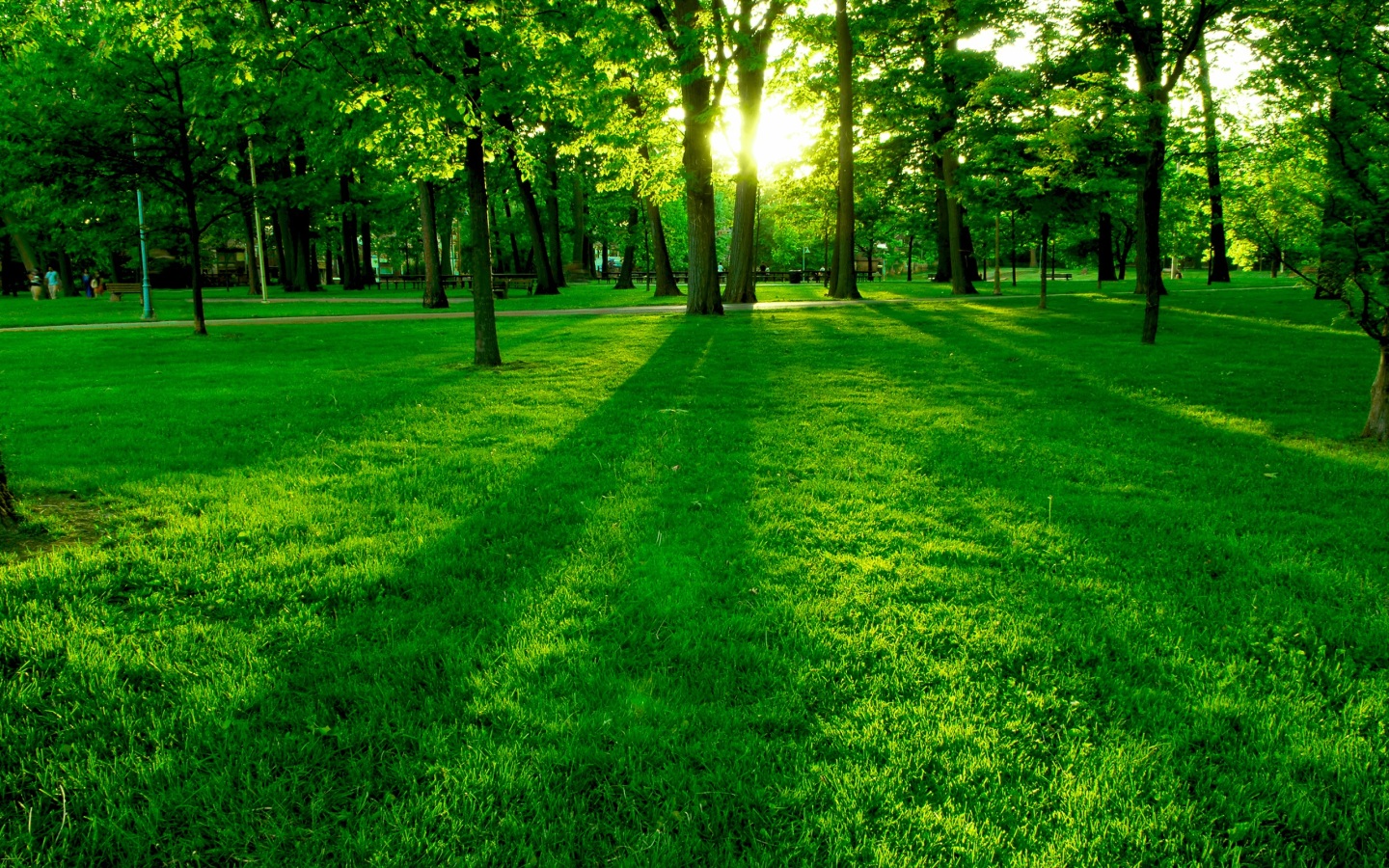 Green Image Forest HD Wallpaper And Background Photos