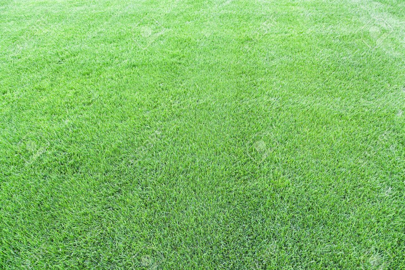 Wide Angle Shot Of Green Cut Grass Lawn Background With Selective