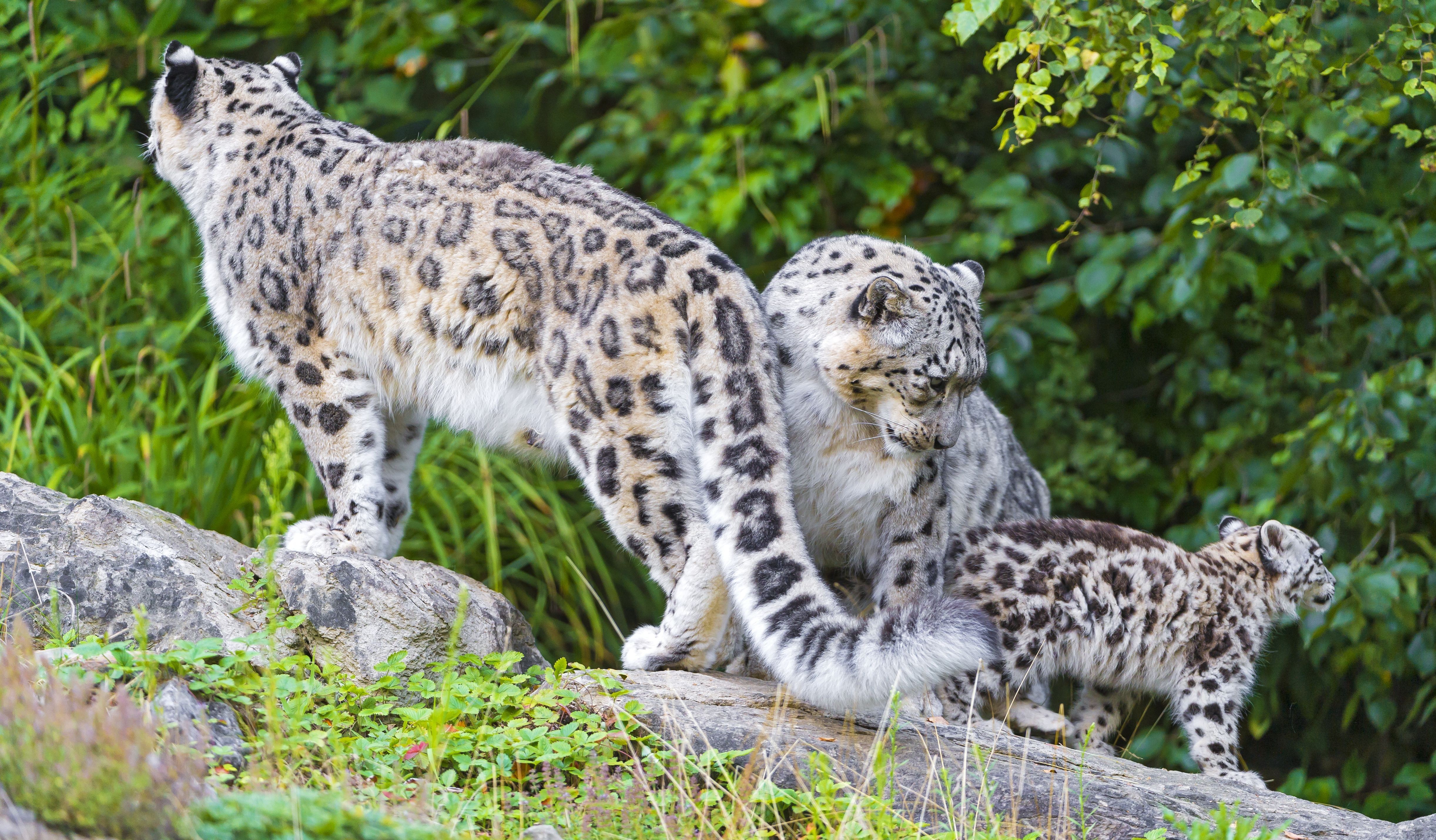 A family of snow leopards gracefully traverses a rocky landscape, their thick fur camouflaging them against the natural backdrop