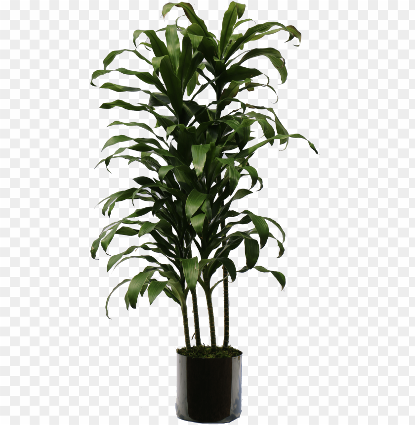 Indoor Plants Png Transparent Plant Image With