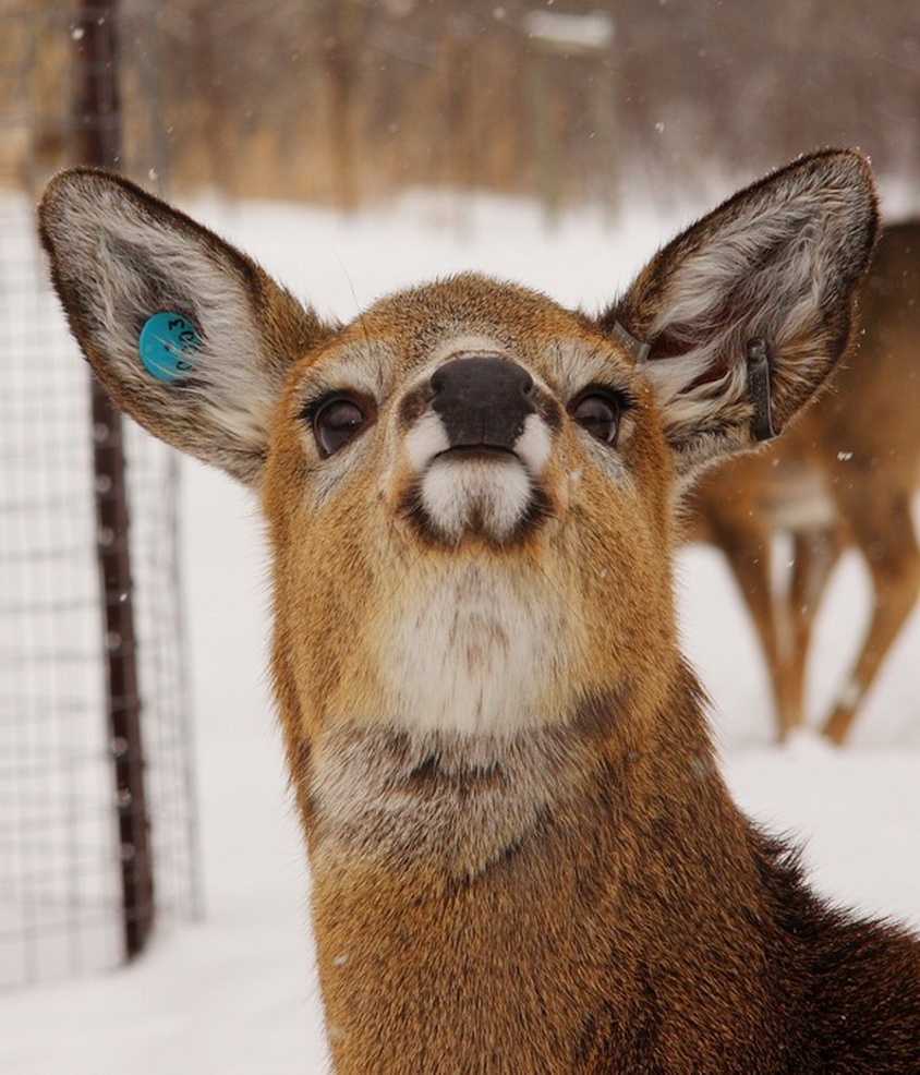 Wallpaper Cute Funny Deer Pictures