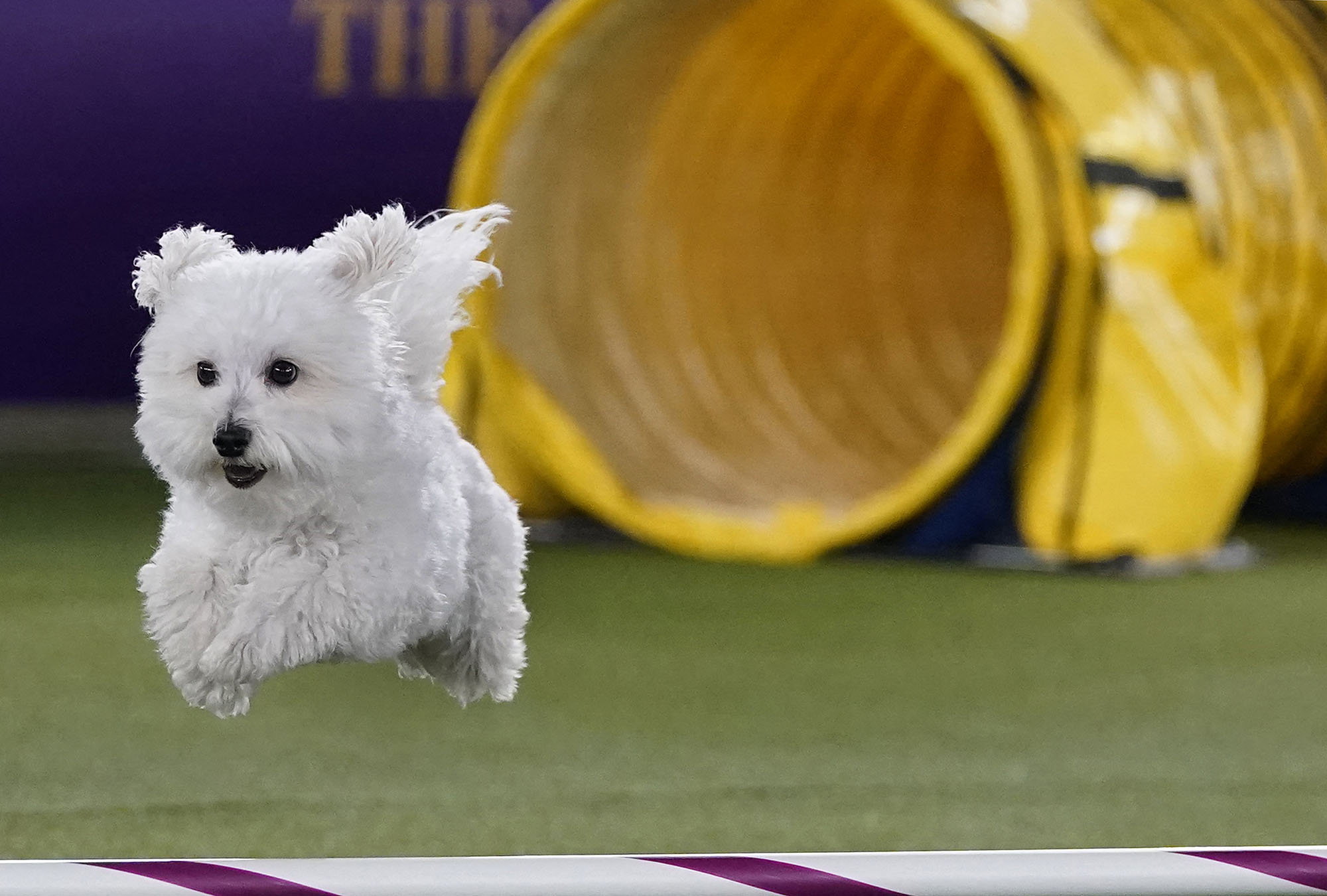 Photos From The Westminster Dog Show Atlantic
