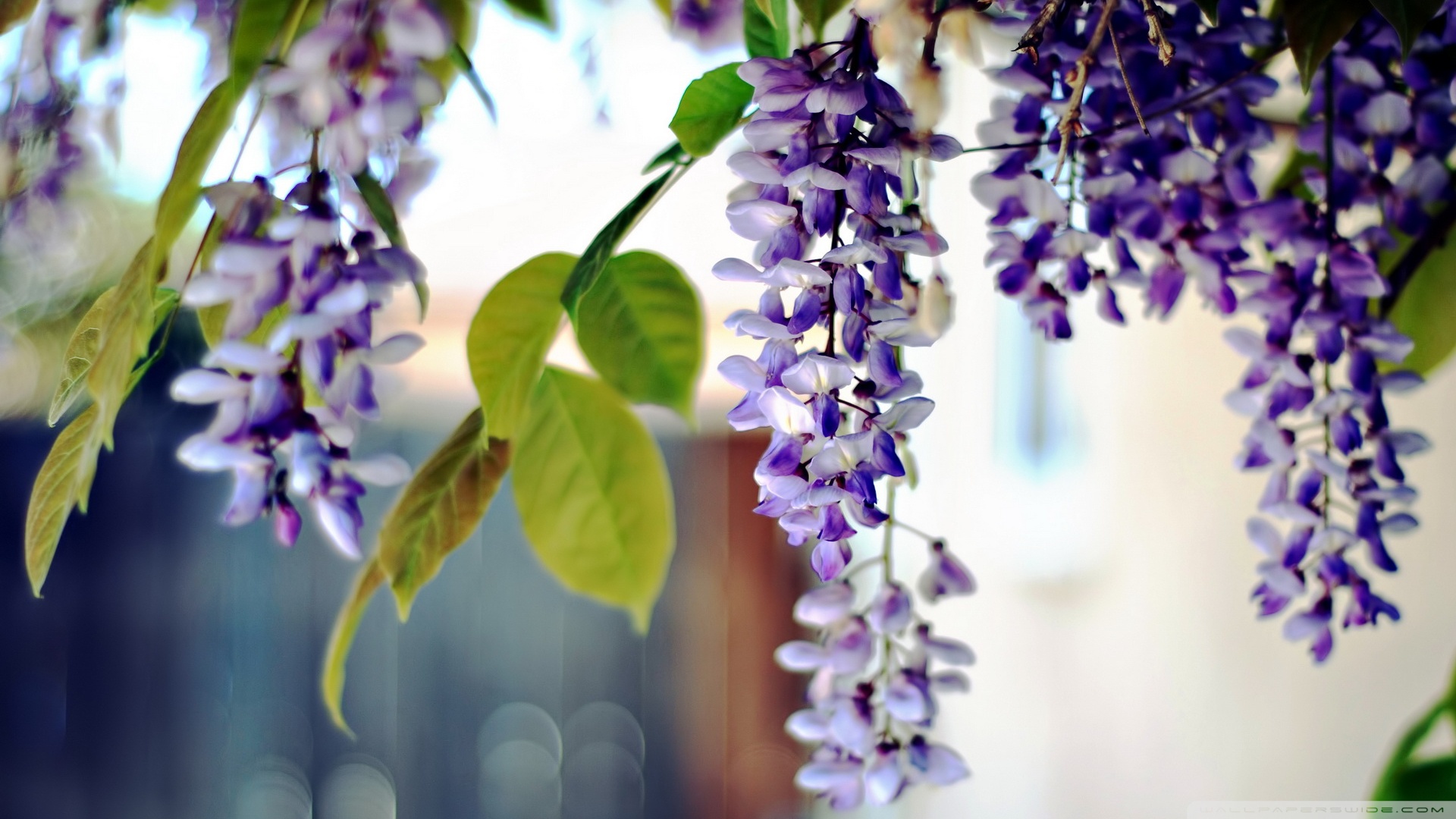 Black Locust 4k UHD Wallpaper For UltraHD Desktop And Tv
