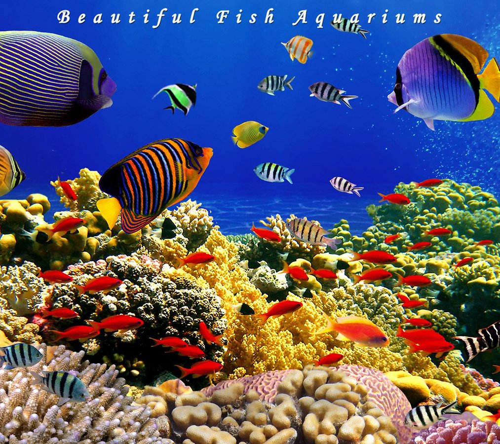 Aquarium Live Wallpaper Android Apps And Tests Androidpit