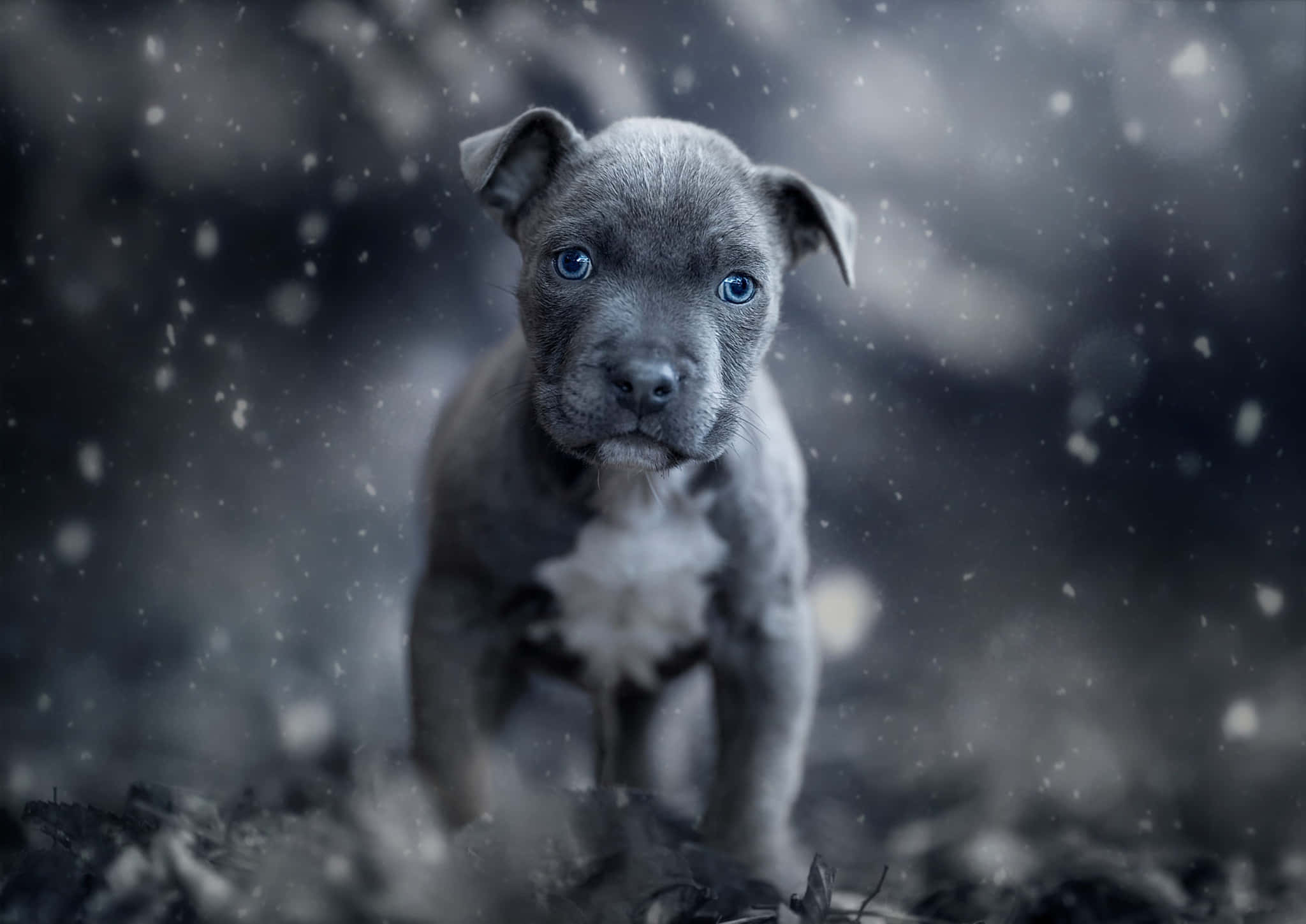Dog Pitbull Picture Wallpaper