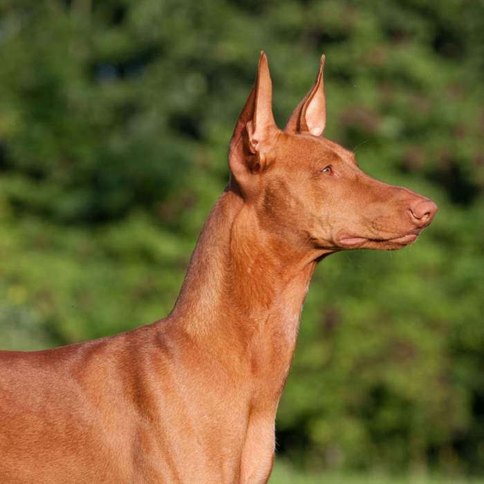 Adorable Pharaoh Hound Staring At Something Puppies Wallpaper Picture