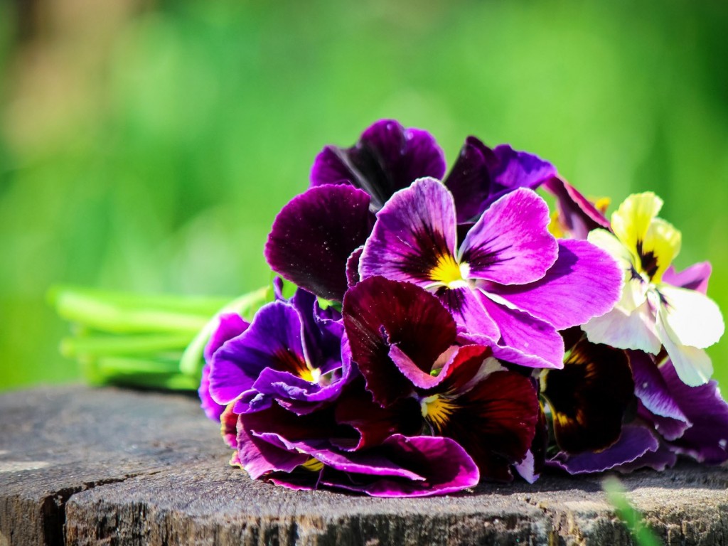 Pansy Flowers Wallpaper HD Pictures One