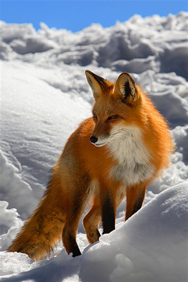 Winter Fox Animal Iphone Wallpapers   animal wallpapers fox funny 14