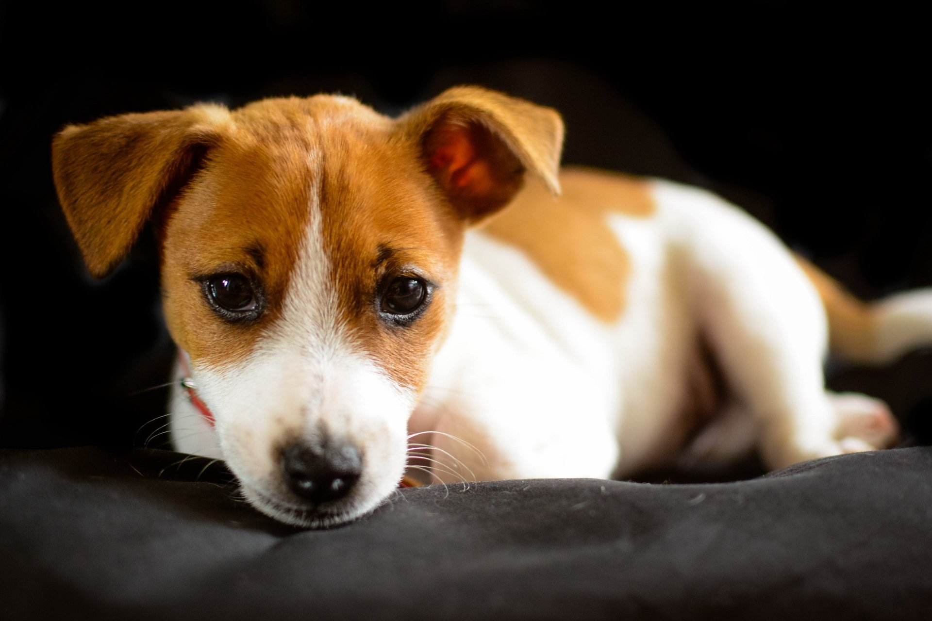 Jack Russell Terrier Full HD Wallpaper And Background