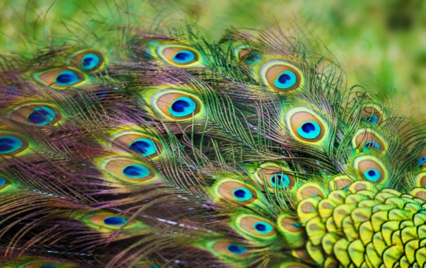Peacock Color Feathers Click To