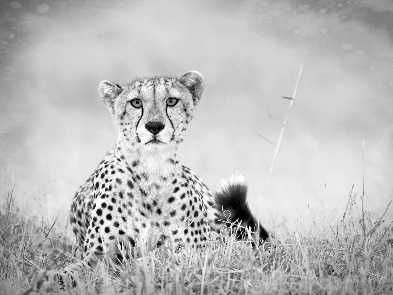 Cheetah Background Wallpaper Black And White