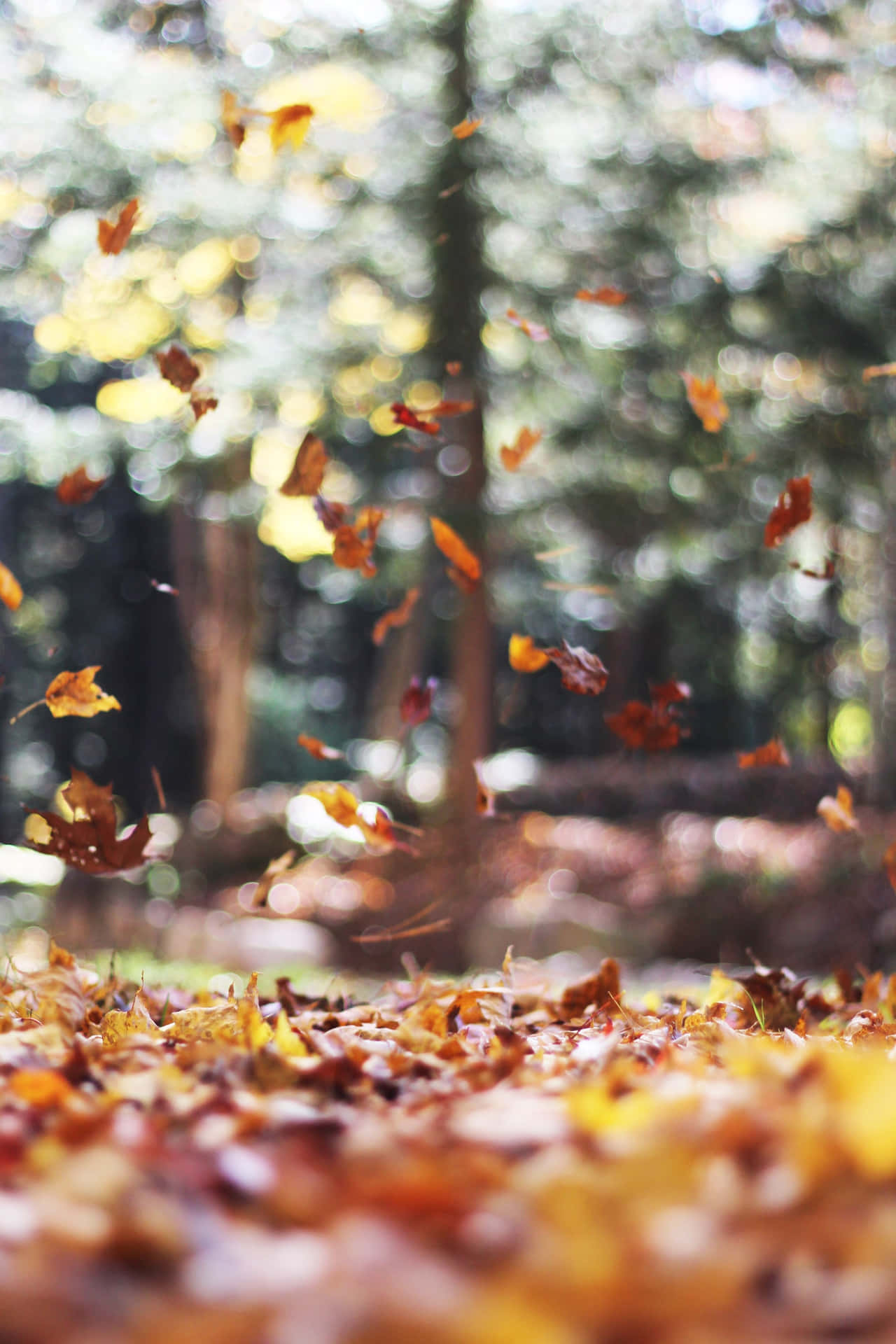 Floating Fall Leaves iPhone Wallpaper