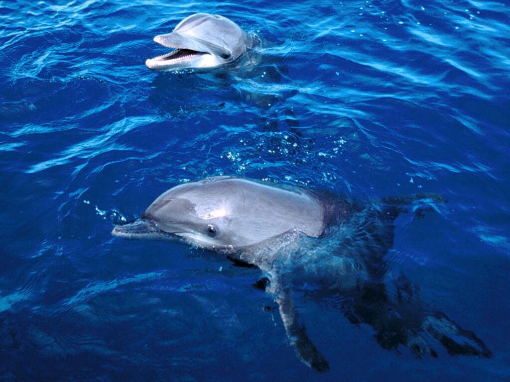 Dolphin Wallpaper Image And Animals Pictures