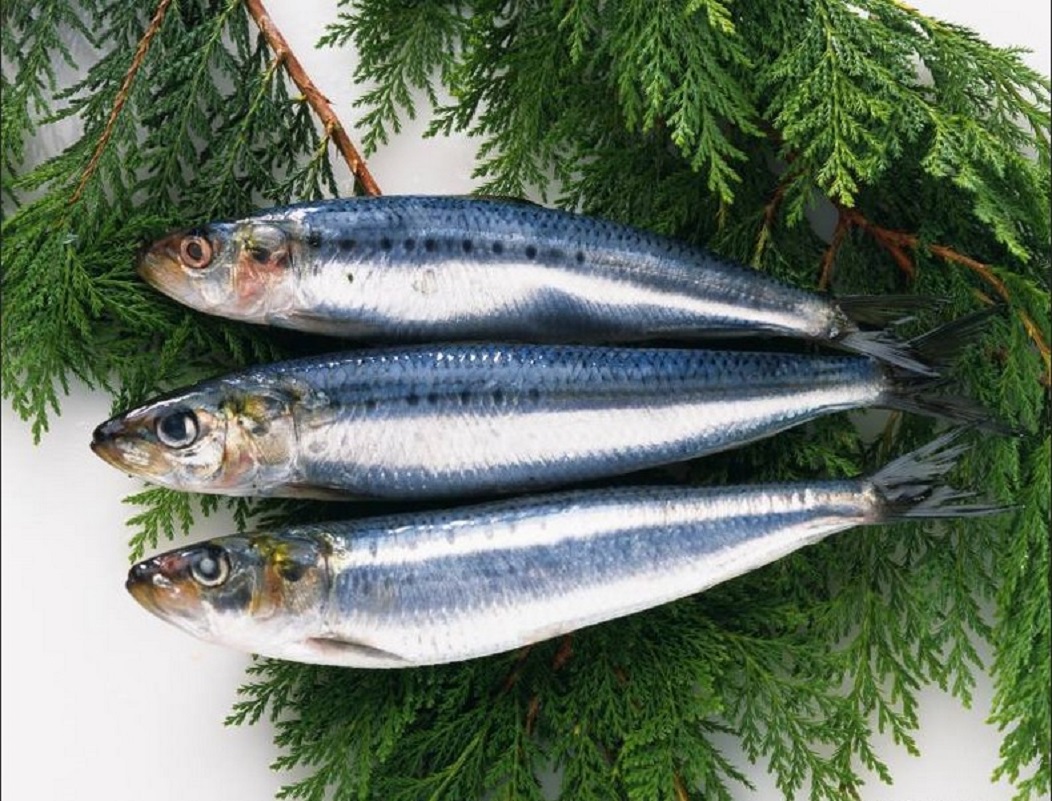 Pacific Saury Photo And Wallpaper