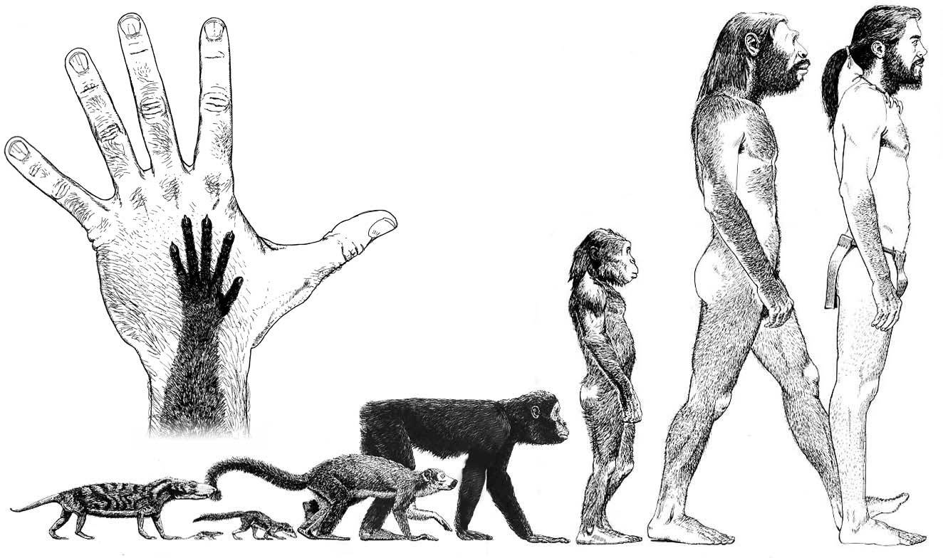 Evolution of Humans 5 A picture illustrating the evolution of man