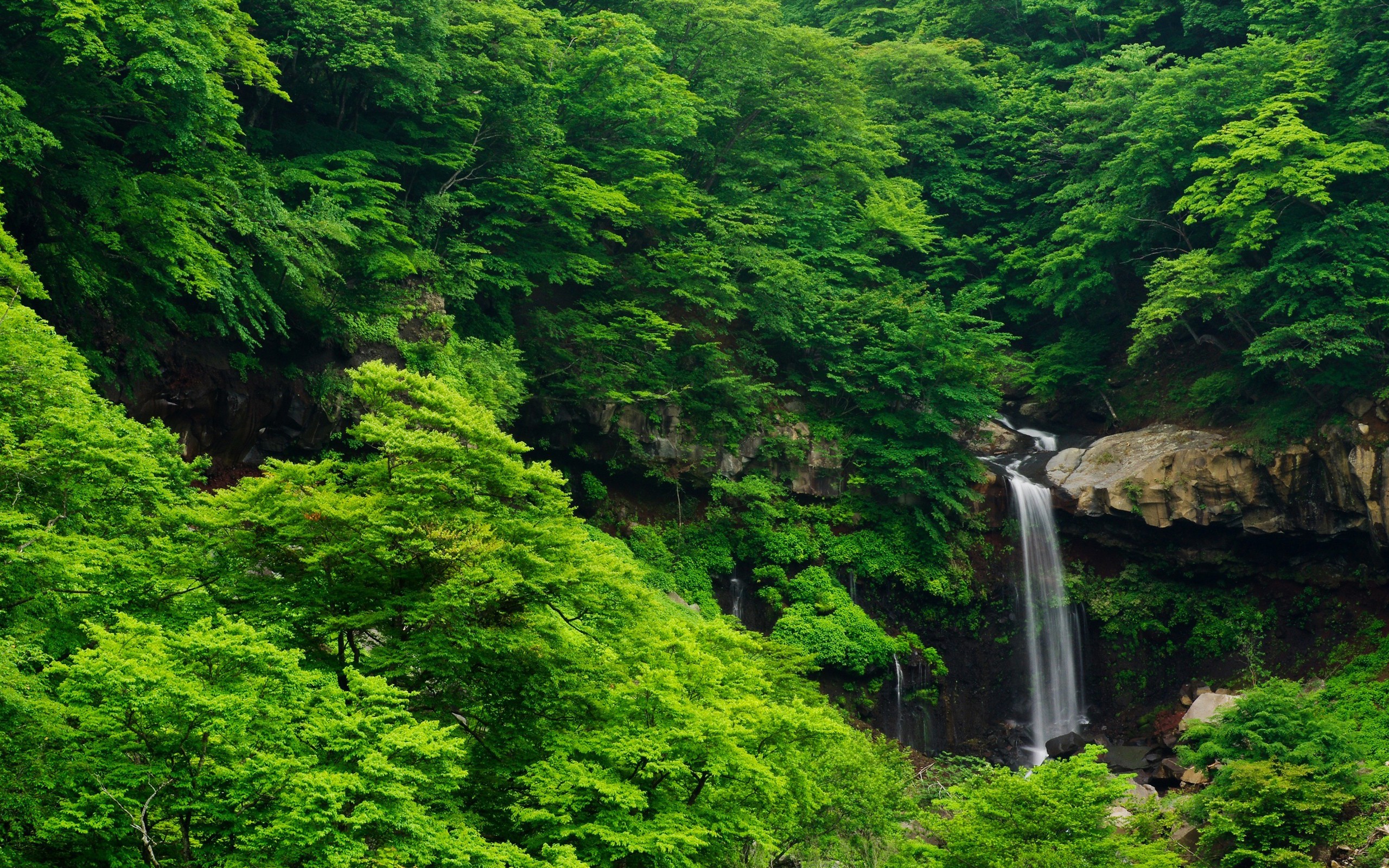 Green Forest Landscape Waterfall Nature Trees Wallpaper