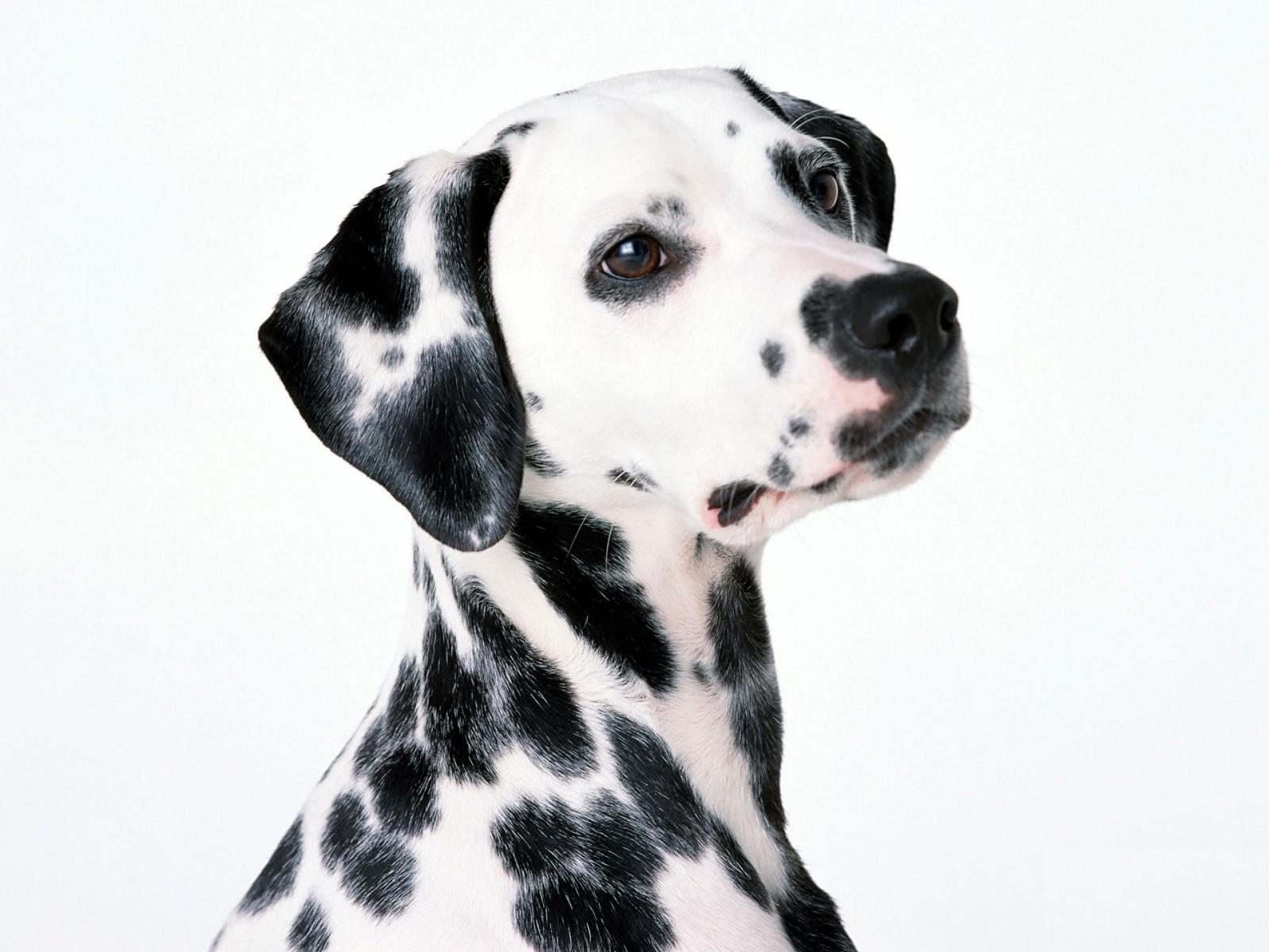Dalmatian Wallpaper Fun Animals Wiki Videos Pictures