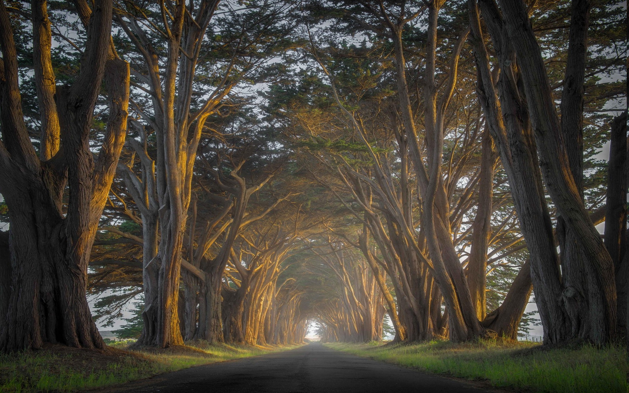 Nature Landscape Cypress Trees Road Mist Sunrise Tunnel