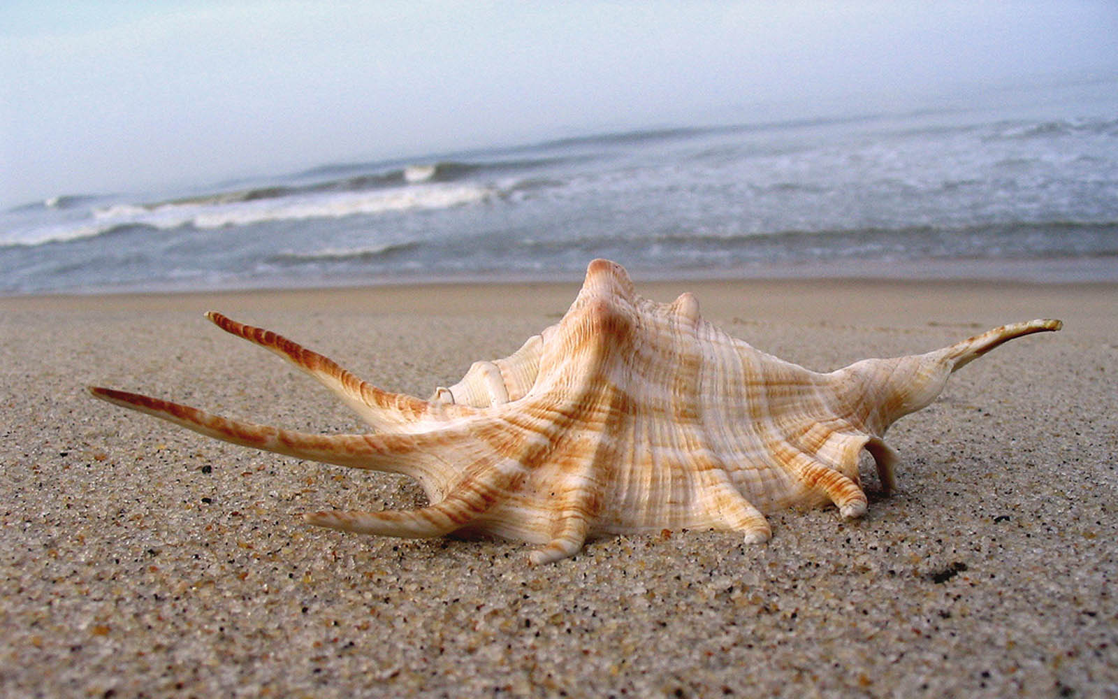 Wonder Full Worlds Sea Shells On The Beautiful Beach
