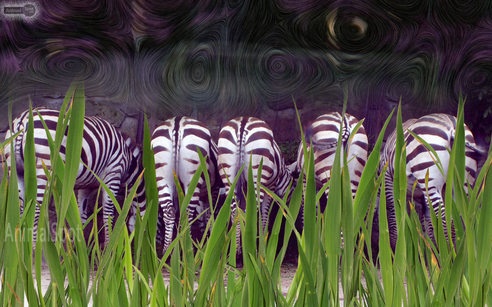 Wallpaper Desktop Zebra Background