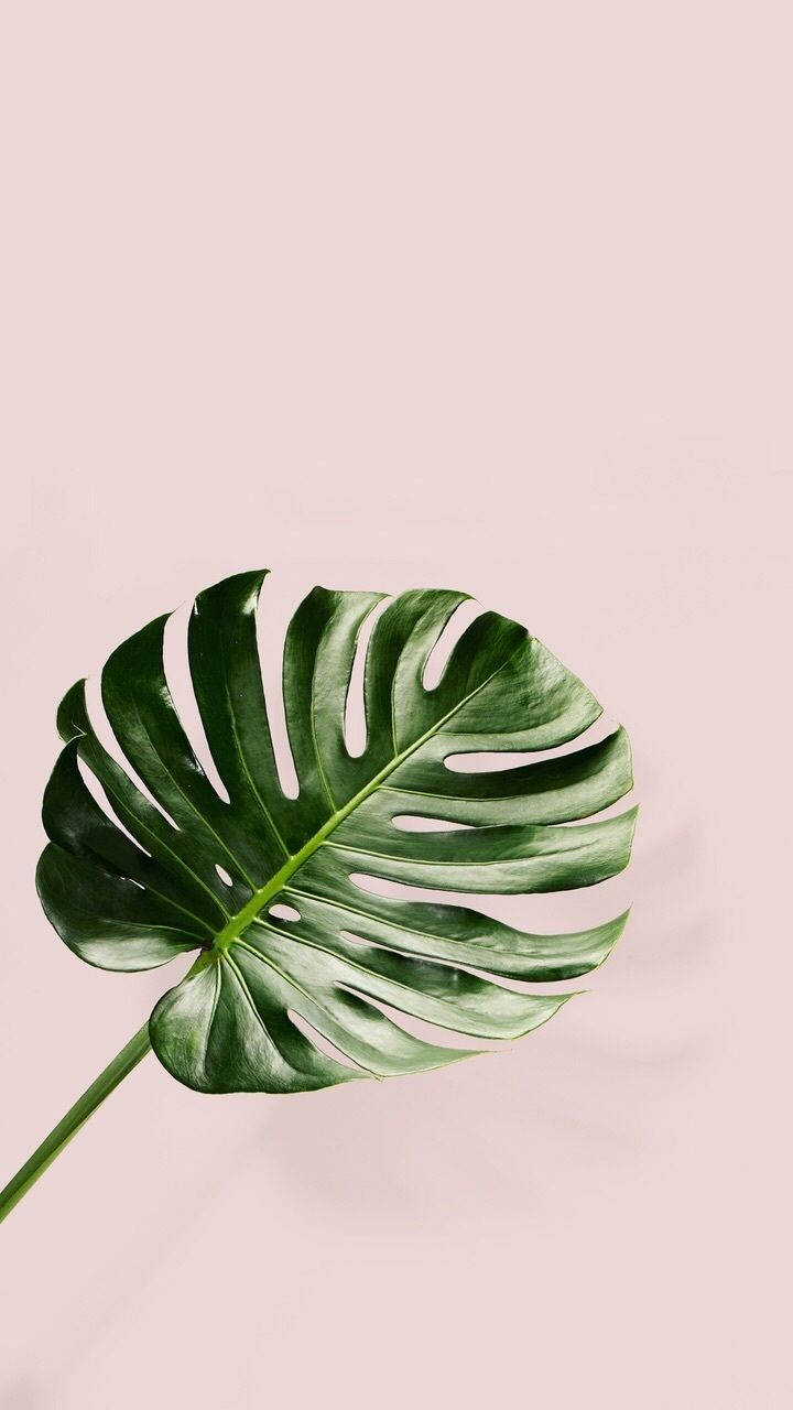 Plants iPhone Wallpaper