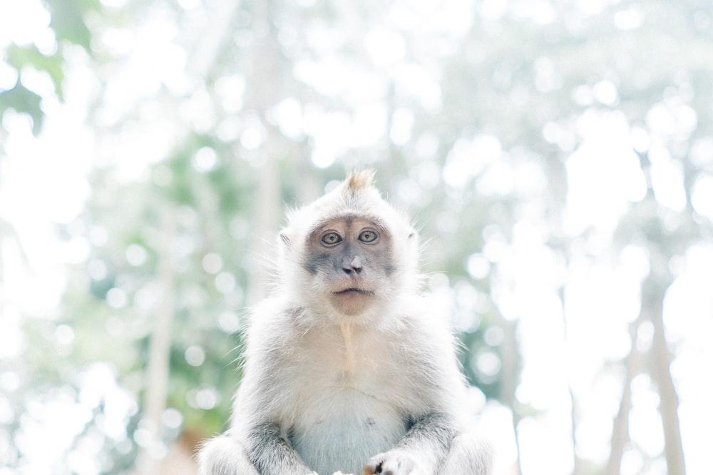 1000 White Monkey Pictures Download Free Images on