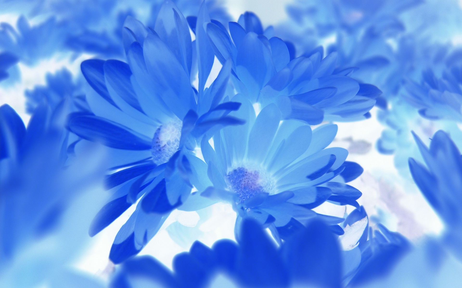 Blue Flower Wallpaper HD Resolution Fond Ecran Fleur Bleu