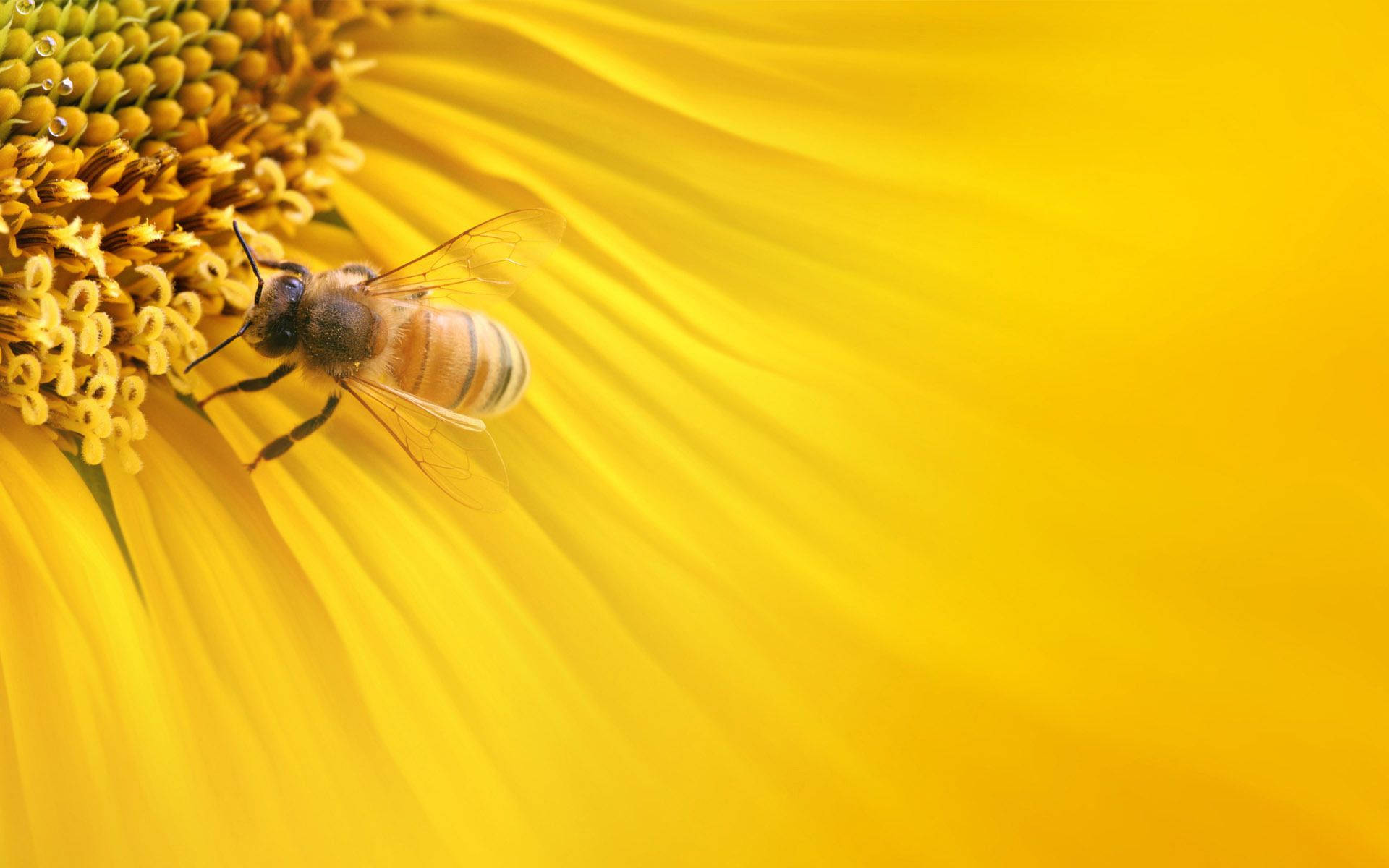 Bee Wallpaper