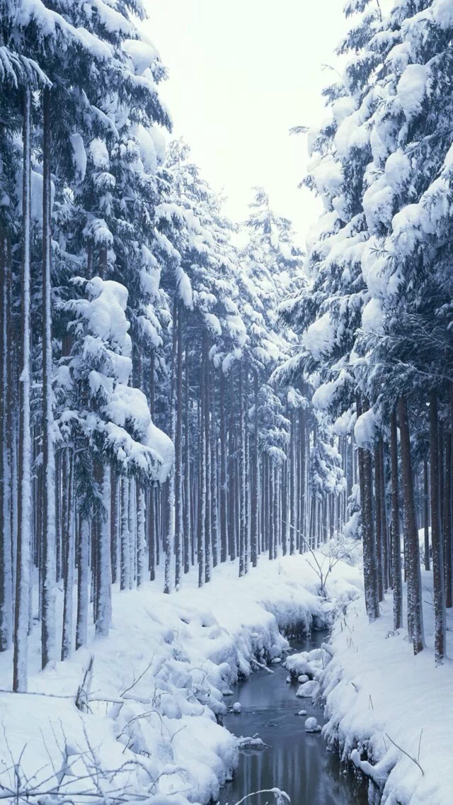 Snow Covered Forest iPhone 5s Wallpaper