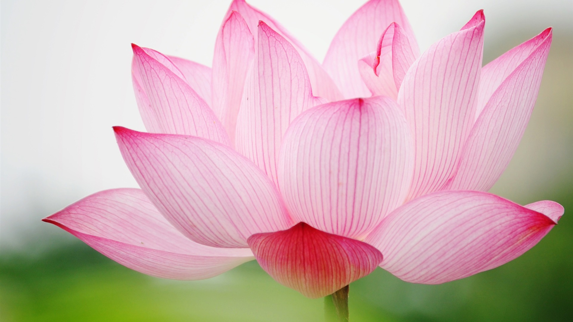 Lotus Wallpaper