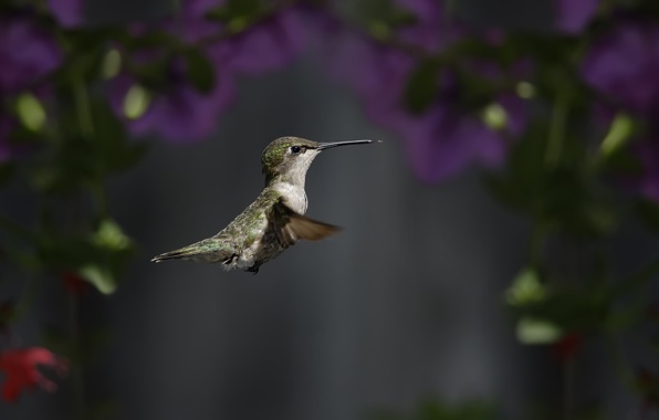 Wallpaper Bird Hummingbird Focus Flowers Animals