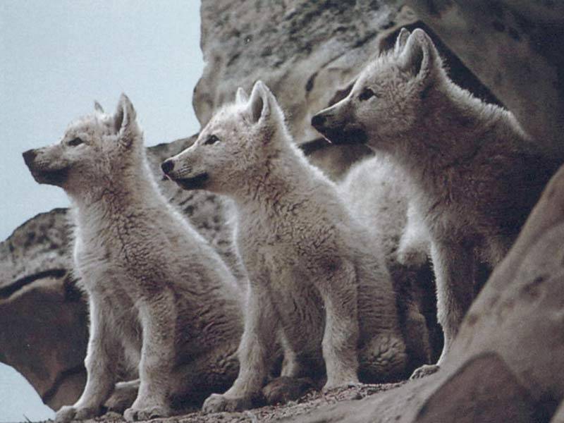 Cute Baby Wolves Image Of