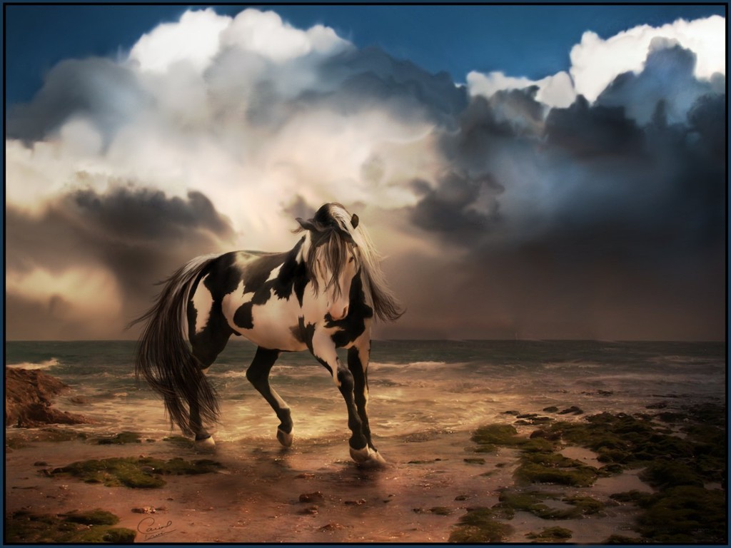 Wild Horse Desktop Background 4 7013 Animal   bwallescom 1024x768