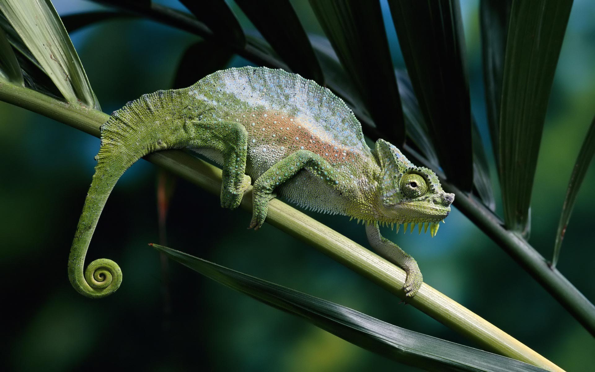 Panther chameleon   downloads backgrounds wallpapers