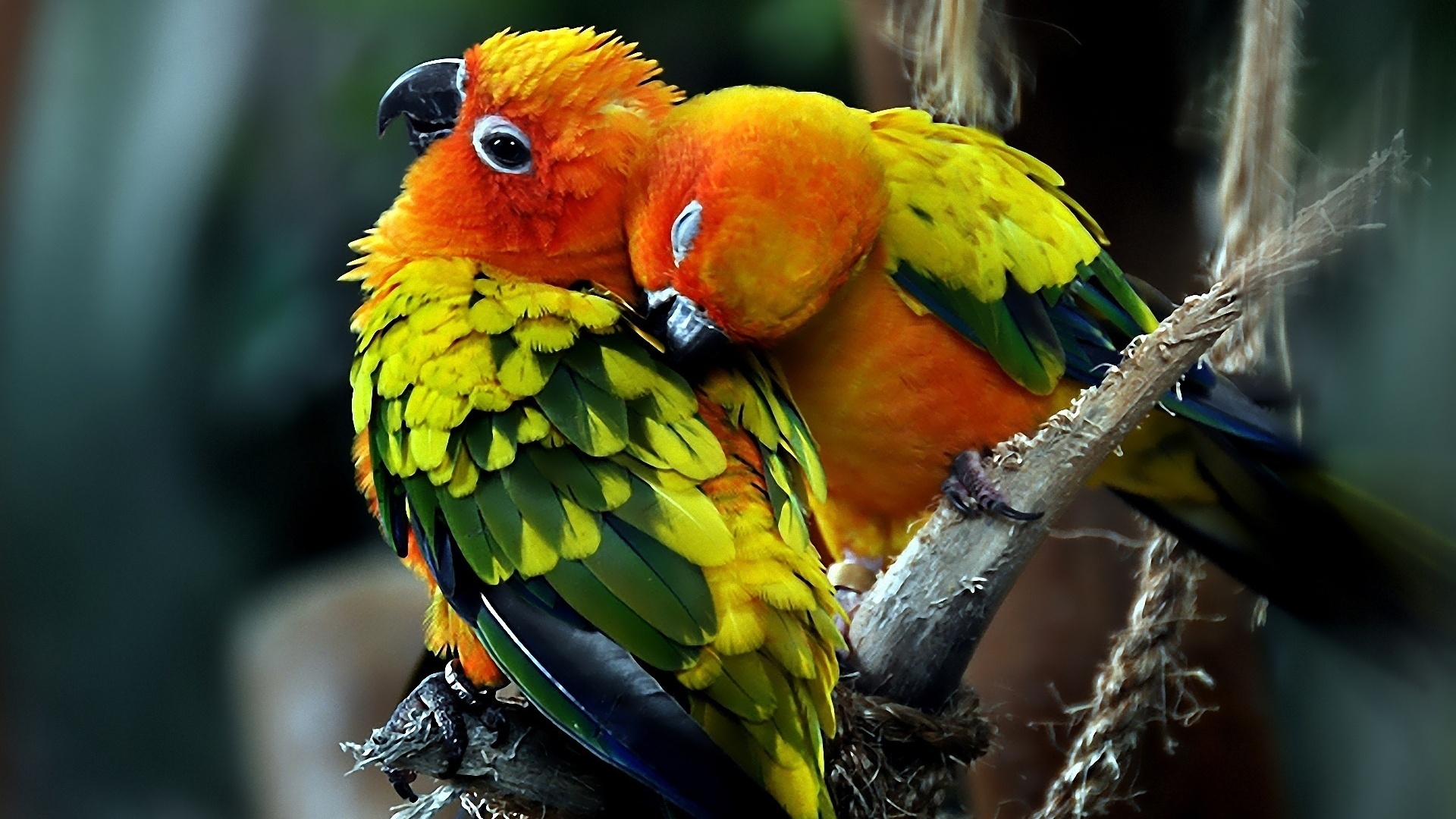 Birds Beautiful Colorful Bird Wallng Wallpaper