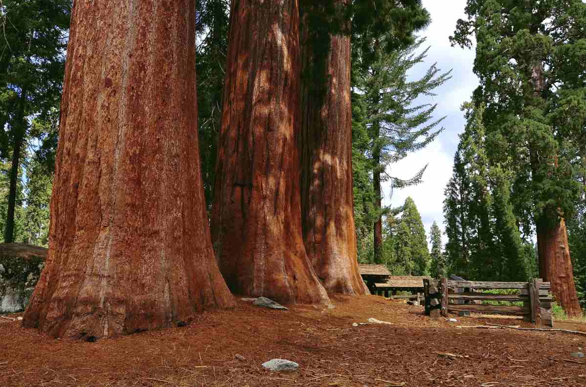 Sequoia National Park Images   HD Wallpapers Backgrounds of Your