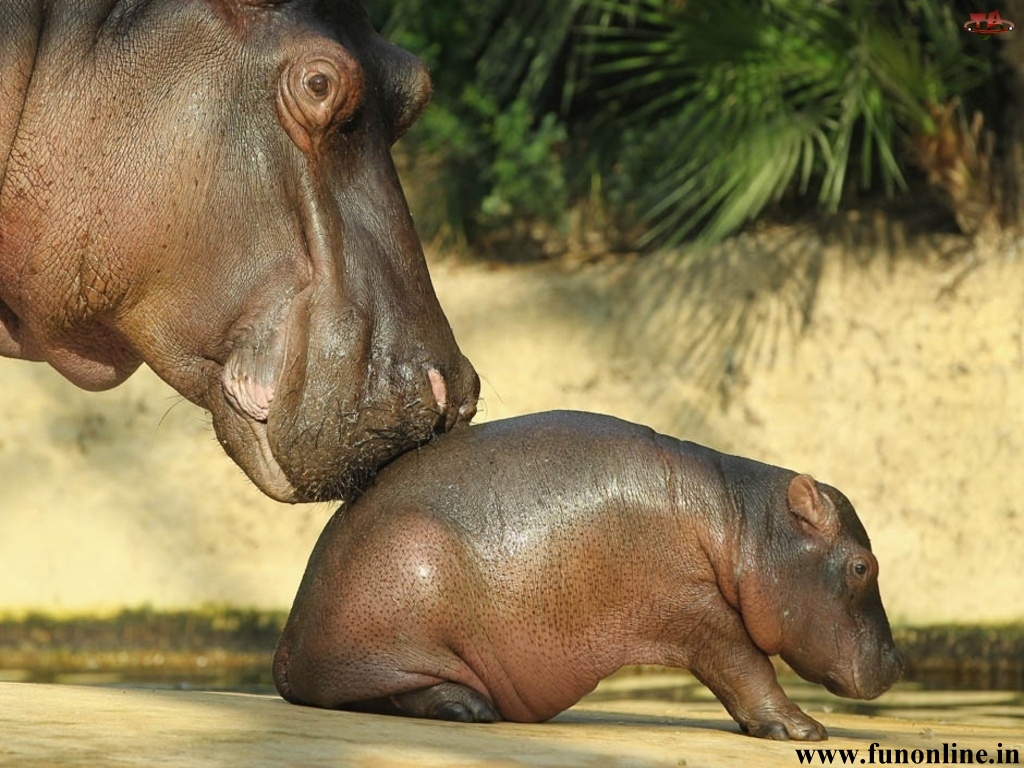 Hippopotamus Wallpaper Giant Hippos HD