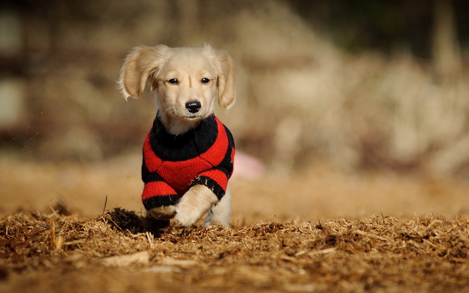 A cute golden puppy wearing a red and black striped sweater runs across a field of brown mulch
