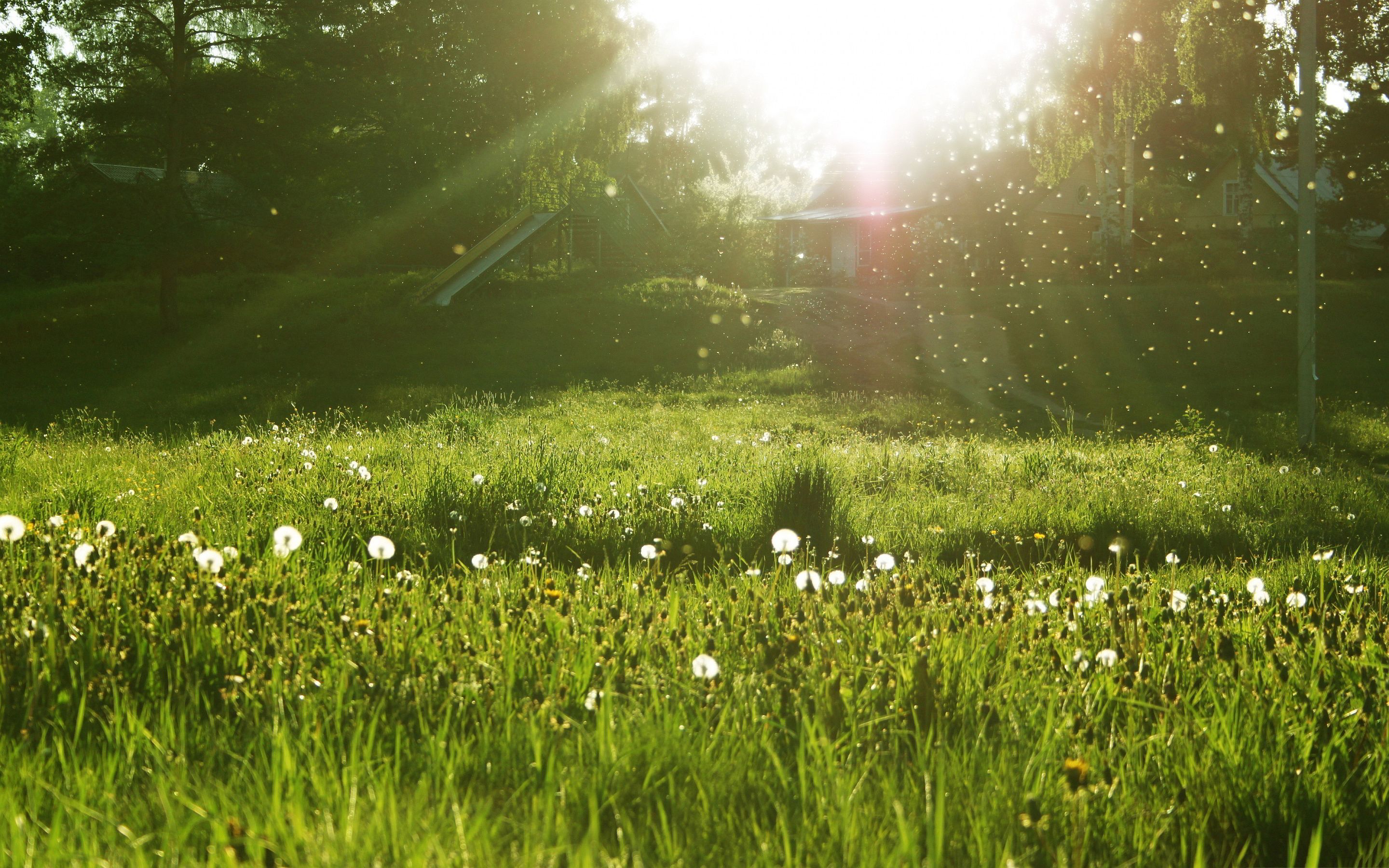 Spring Meadow Wallpaper On