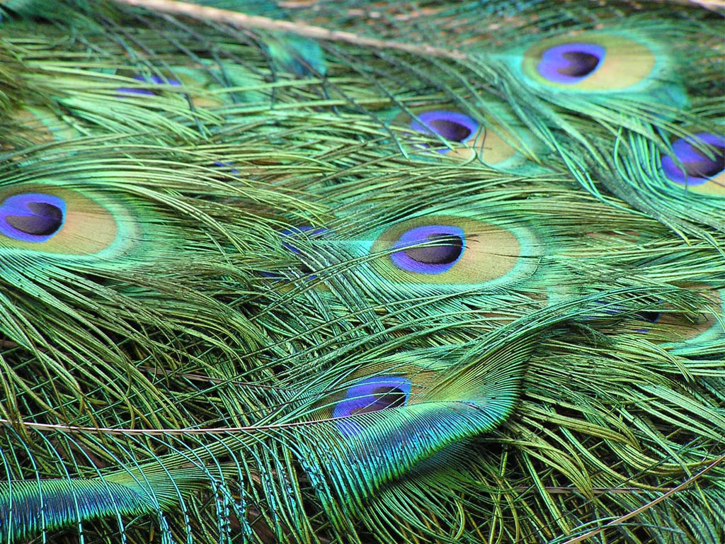 Peacock Feathers Wallpaper Feathersdesktop