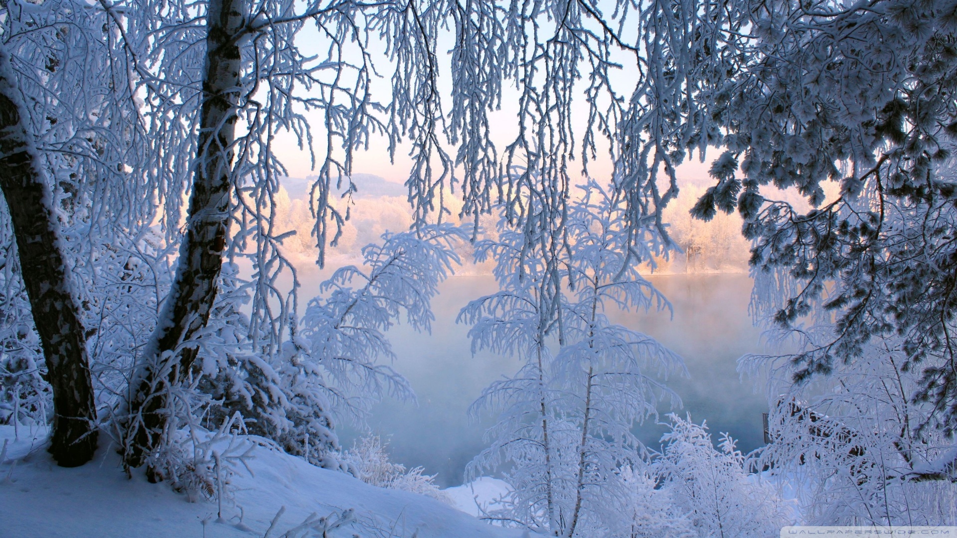 Beautiful Winter Frost Wallpaper
