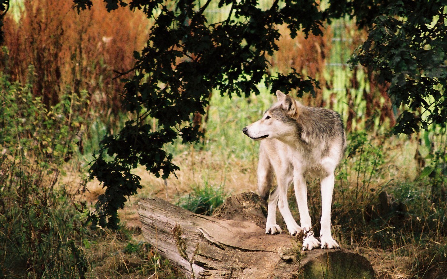 Wallpaper Awesome Wolves Beautiful Wolf HD