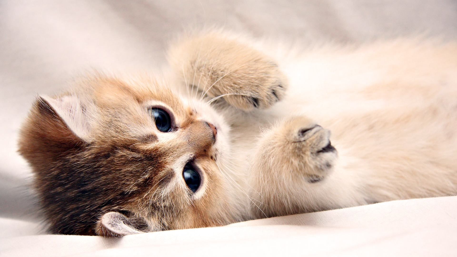 Những chú mèo con mới sinh với đôi mắt rất to và lông mềm mại sẽ khiến bạn muốn ôm chúng lên và yêu thương chúng. Quá đáng yêu mà! Hãy xem hình ảnh của những chú mèo con này để cảm nhận được vẻ đáng yêu và dễ thương của chúng.