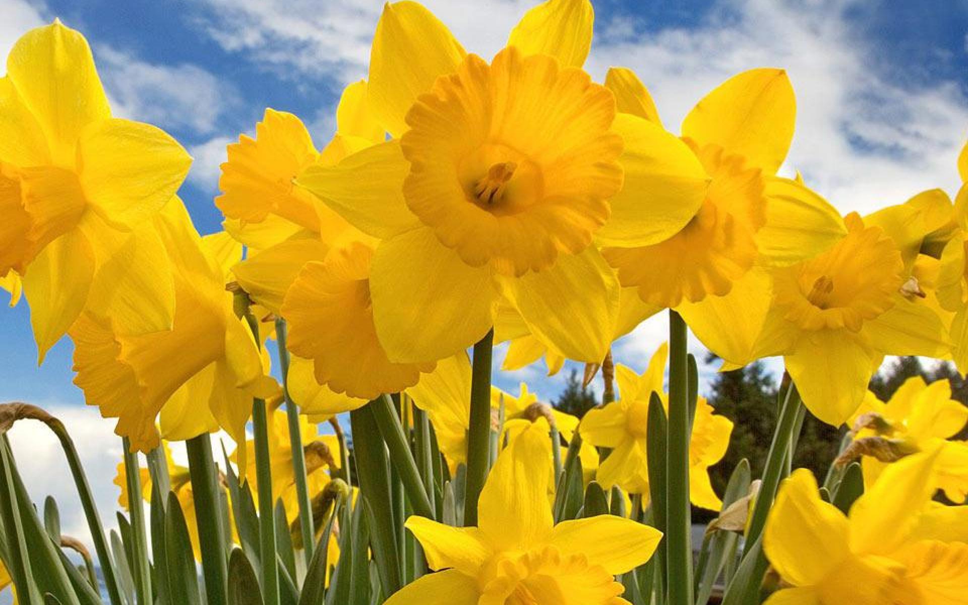 Yellow Spring Wallpaper High Definition Quality Widescreen