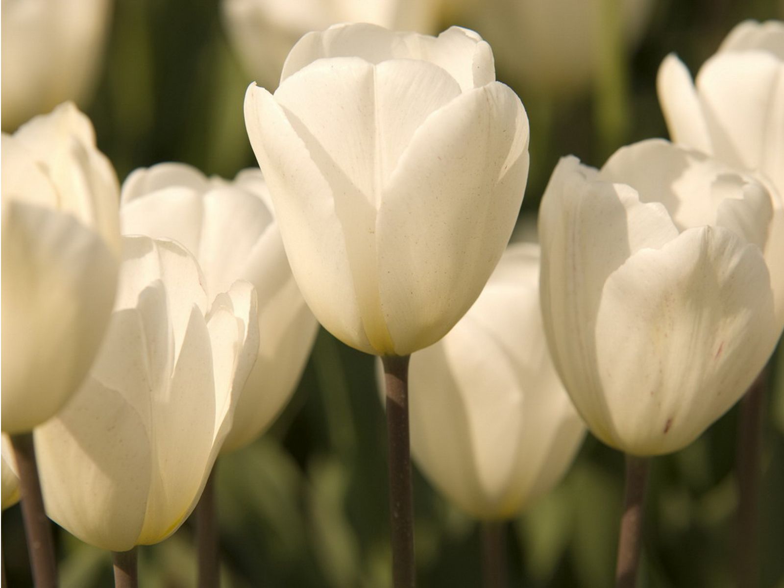 Tulip Pics Tulips Has Many Colors White Its Own Grace