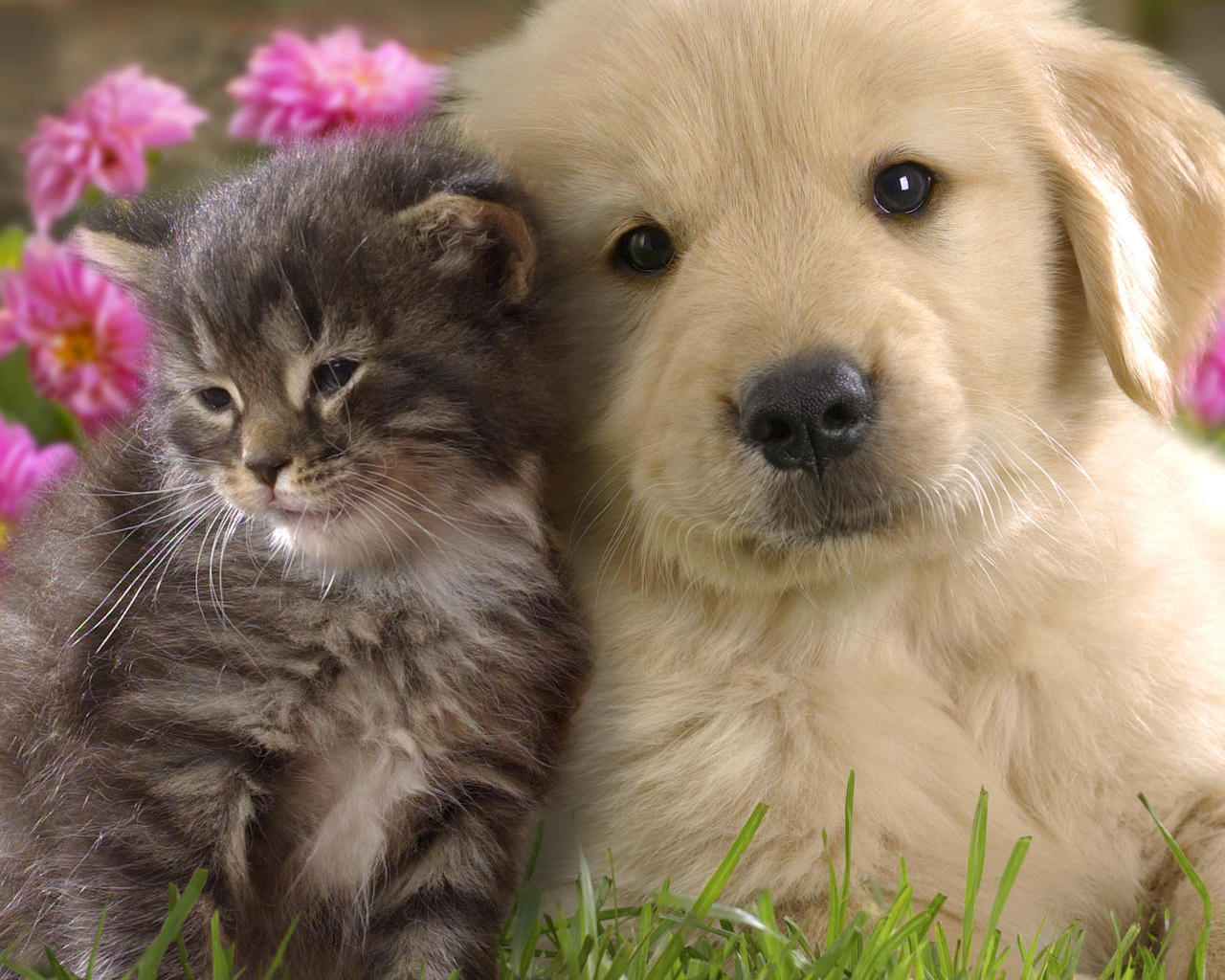 Showing Gallery For Cute Puppy And Kitten Wallpaper