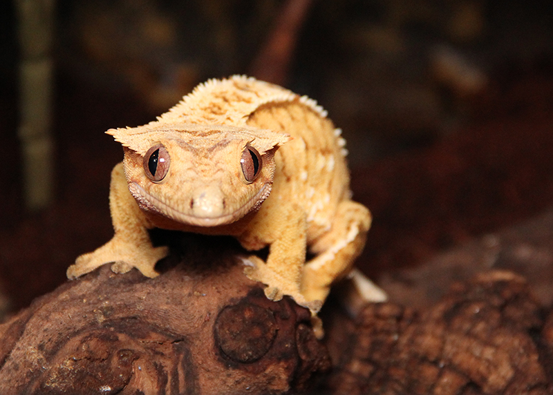 Crested Gecko Mischief Smiling By Beegearama