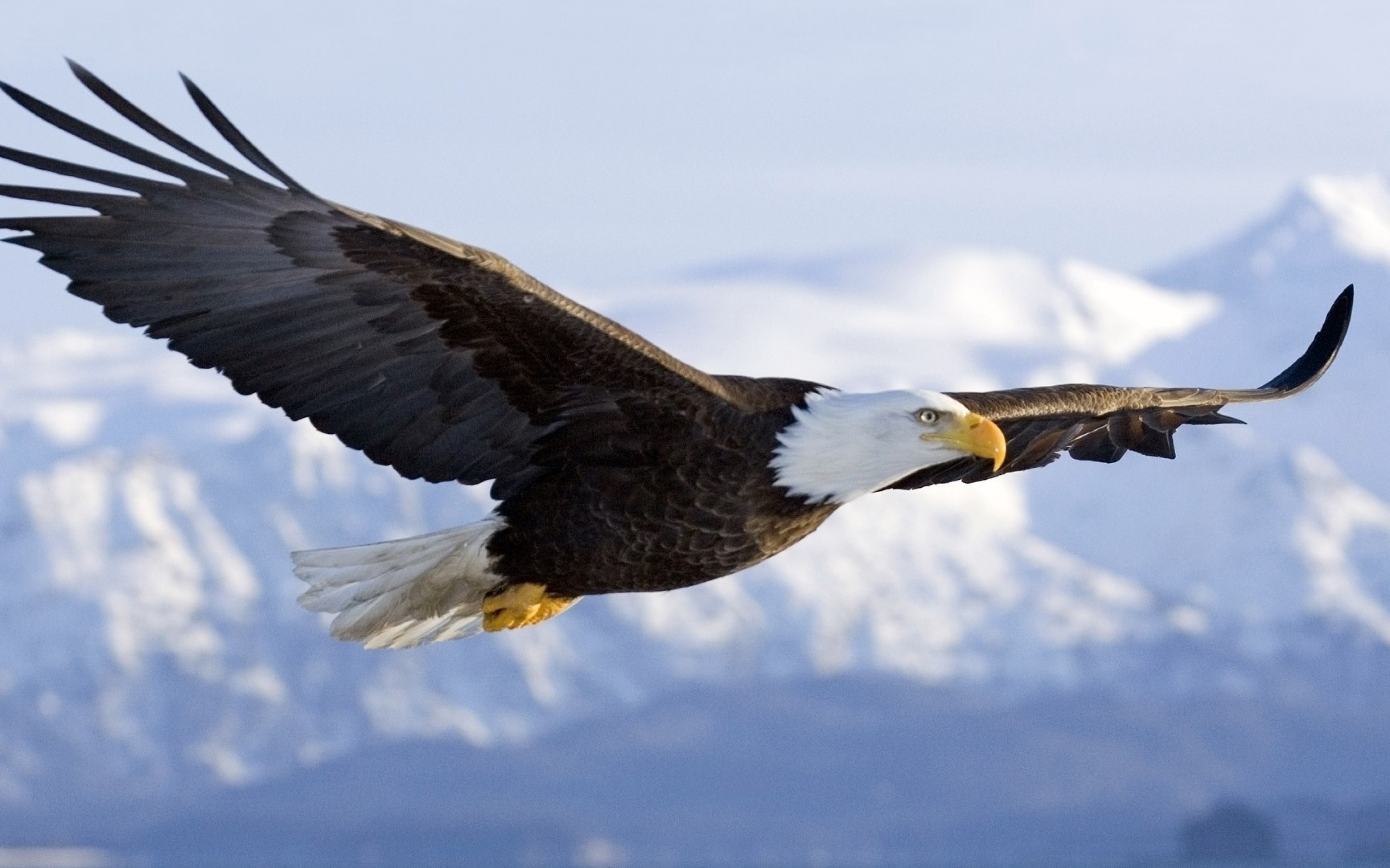 Bald eagles are capable of seeing fish in the water from several