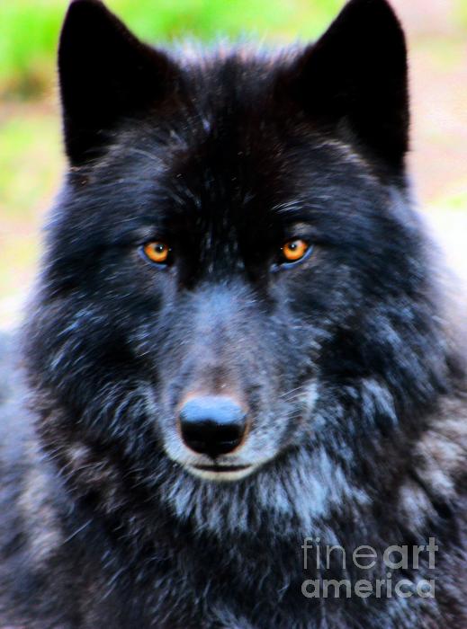 Black Wolves Image Wallpaper Photos
